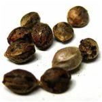 Семена марихуаны АК-47  (Seeds AK-47) в Нефтегорске